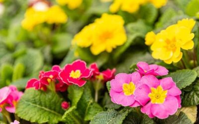 La coltivazione e la cura della primula per una magnifica fioritura