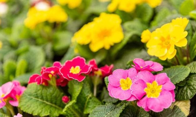 La coltivazione e la cura della primula per una magnifica fioritura