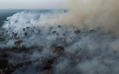 Cop16, nuovo round a Roma sulla biodiversità: “Serve uno sforzo globale”