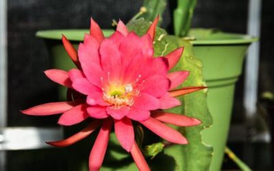 Epiphyllum: coltivazione, cura e dove posizionare