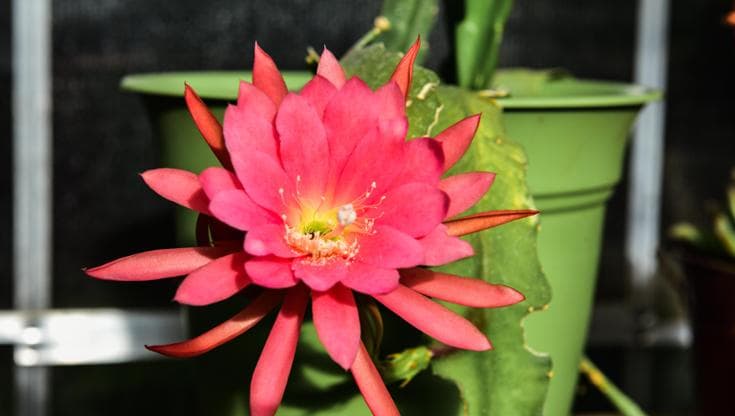 Epiphyllum: coltivazione, cura e dove posizionare