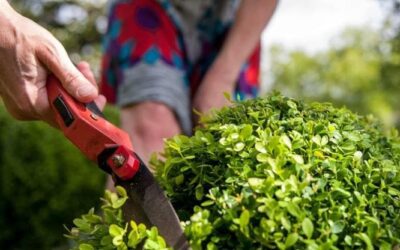 Come prendersi cura del Buxus (Bosso): guida alla coltivazione