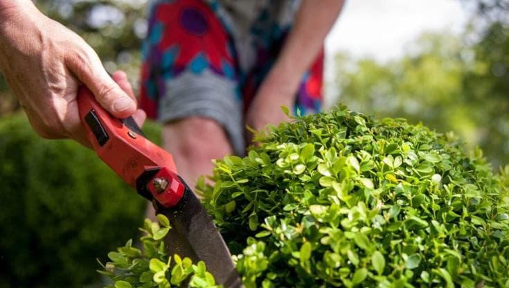 Come prendersi cura del Buxus (Bosso): guida alla coltivazione