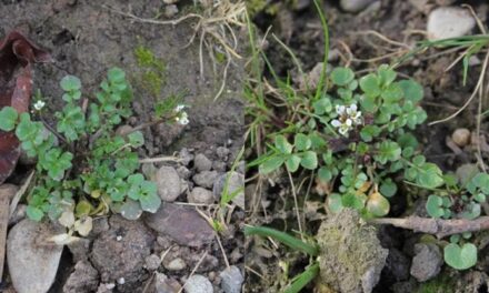 Coltivare le verdure nello spazio: sarà possibile anche in assenza di luce