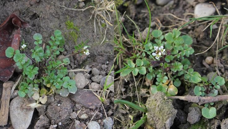 Coltivare le verdure nello spazio: sarà possibile anche in assenza di luce