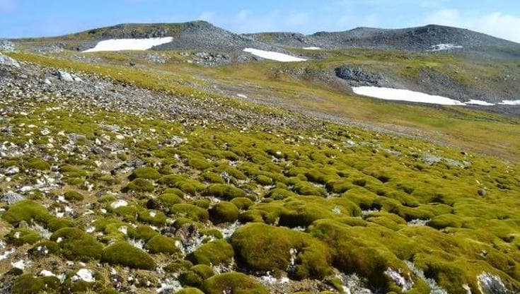 Nell’Artico trovata una pianta che normalmente cresce in ambienti più caldi