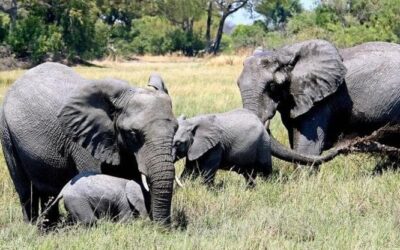 Mammiferi, la convivenza con l’uomo rischia di alterare il loro modo di vivere