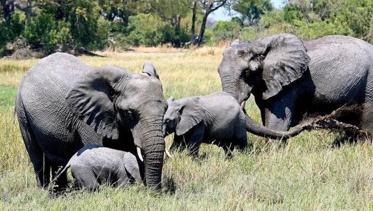 Mammiferi, la convivenza con l’uomo rischia di alterare il loro modo di vivere