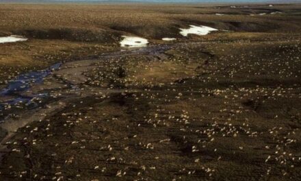 Fango al posto della neve: le isole Svalbard al tempo del riscaldamento globale