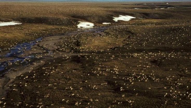 Fango al posto della neve: le isole Svalbard al tempo del riscaldamento globale