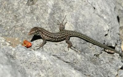 Pochi fondi per la conservazione degli animali “brutti”