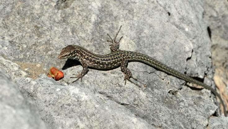 Pochi fondi per la conservazione degli animali “brutti”