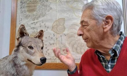 Giornata mondiale della fauna selvatica, Boitani: “Convivere con orsi e lupi si può”