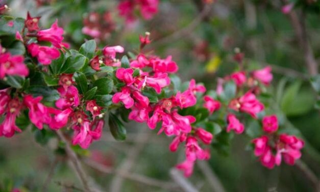 Escallonia: tutte le varietà e la giusta cura per una bella fioritura