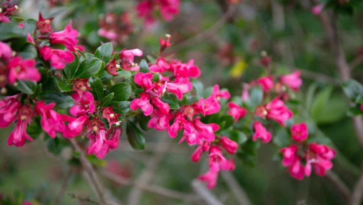 Escallonia: tutte le varietà e la giusta cura per una bella fioritura