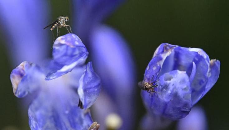 A caccia delle piante che attirano zanzare: la nuova strategia contro parassiti e virus