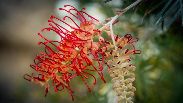 La coltivazione e cura della grevillea e di tutte le sue varietà