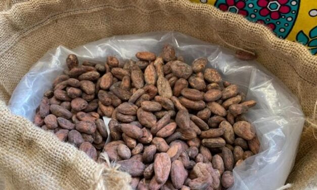 Dove nasce il cacao sostenibile e come si assaggia