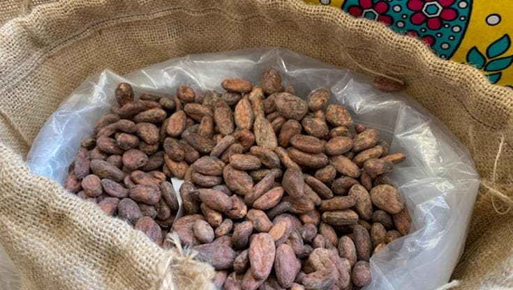 Dove nasce il cacao sostenibile e come si assaggia