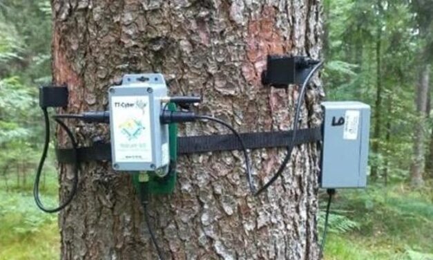 Lavori green, a caccia delle tecnologie per controllare alberi e piante