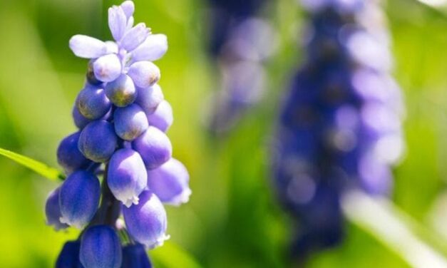 Muscari: coltivazione, cura, fioritura