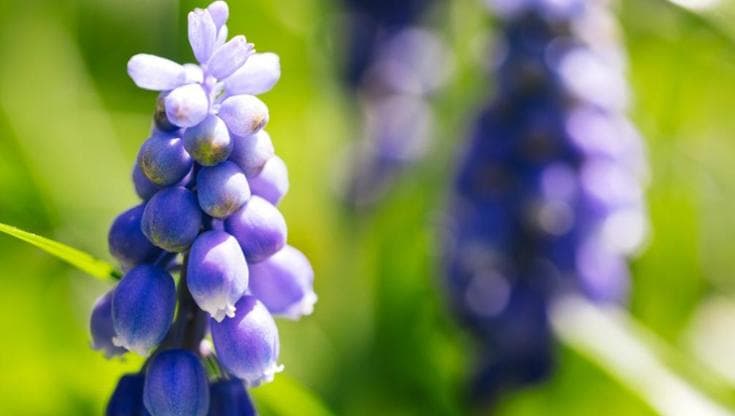 Muscari: coltivazione, cura, fioritura