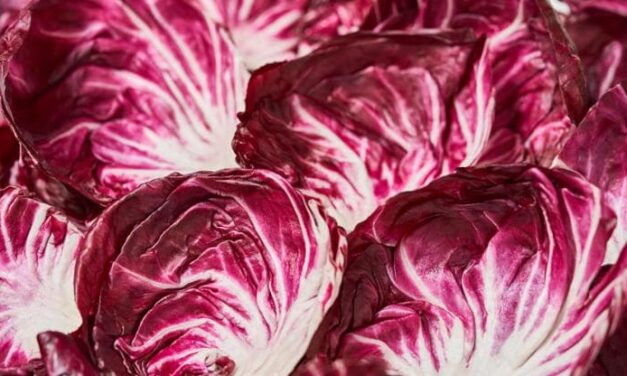 Il radicchio cresce meglio nella serra in perovskite