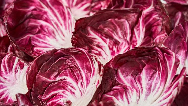 Il radicchio cresce meglio nella serra in perovskite