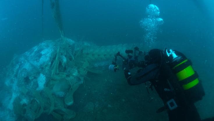 Balena ritrovata a Trieste: lo scheletro verrà recuperato e studiato