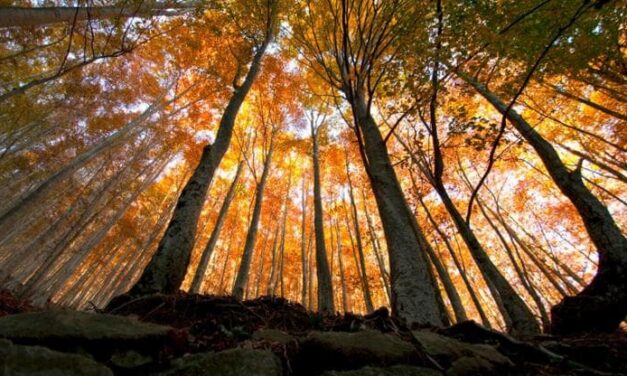 Le foreste assorbono quasi un terzo delle emissioni di CO2