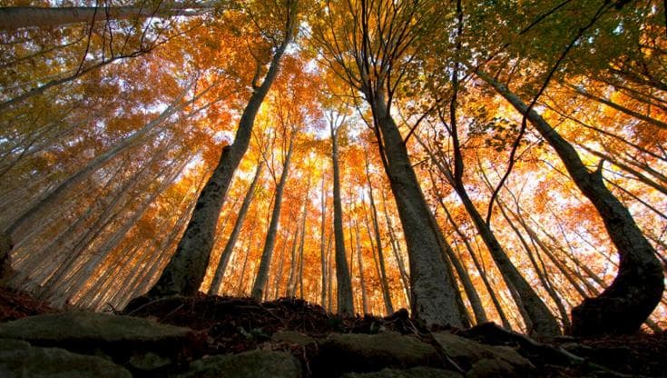 Le foreste assorbono quasi un terzo delle emissioni di CO2