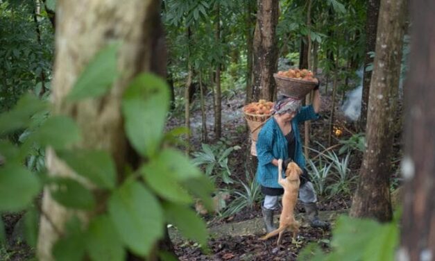 Dispensa naturale e rete di sicurezza: in che modo le foreste contribuiscono a sfamare il mondo