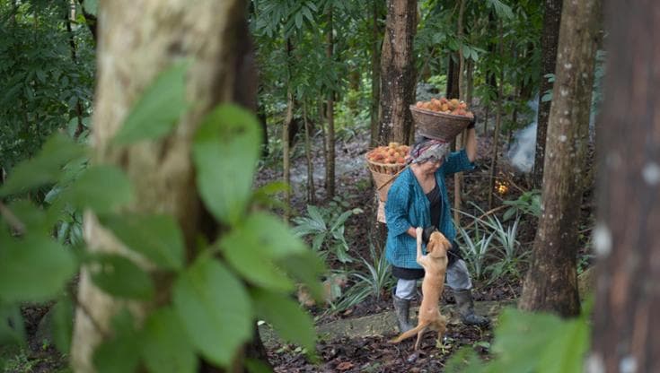 Dispensa naturale e rete di sicurezza: in che modo le foreste contribuiscono a sfamare il mondo