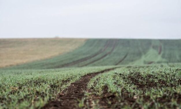 Crea: Italia terzo paese in Ue per acqua, 41% ad agricoltura